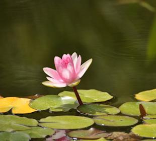 Jardín de Aclimatación de La Orotava