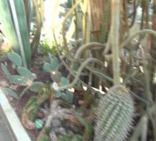 Real Jardín Botánico de Madrid