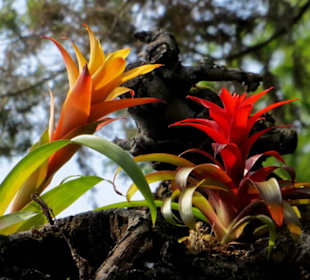 Bromelien