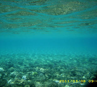 Korallen und die Wasseroberfläche von unten