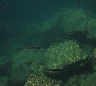 Fische im Hafenbecken
