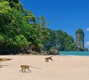 Makaken Affen spiele an unserem Strand in Ao Nang