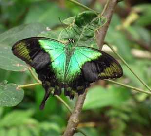 Schöne Schmetterlinge