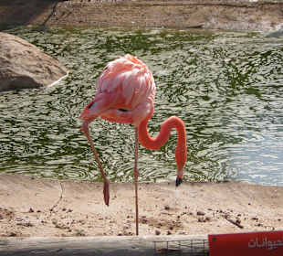 Flamingos