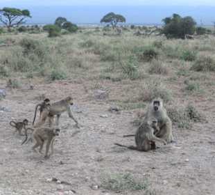 Affen in Hülle und Fülle 
