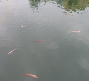 Koi-Karpfen