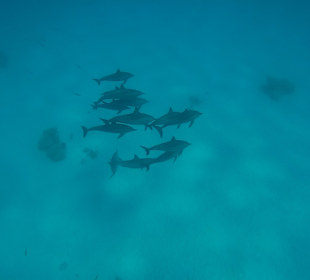 Dolphin House