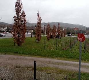 1. Deutscher Weinlehrpfad in Schweigen