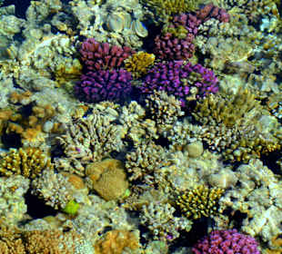 Korallen um den Haussteg