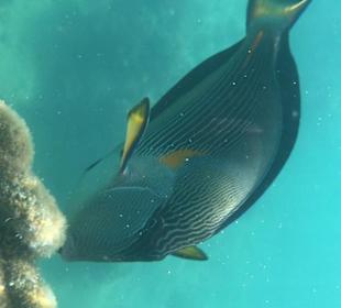 Schnorcheln Makadi Bay