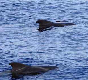 Wale zwischen Teneriffa und La Gomera