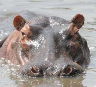 Afrikas gefährlichstes Tier !
