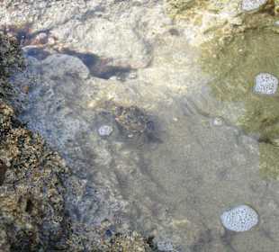 Spacer po plaży w Sfakaki