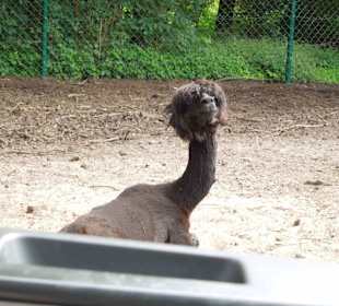 Serengeti Park Hodenhagen