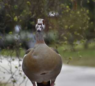 Rombergpark Dortmund