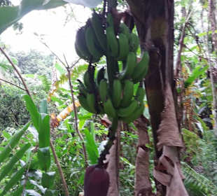 Cachoeira da Pedra Branca