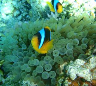 Rotmeeranemonenfisch