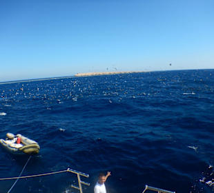 Diesmal leider kein Walhai