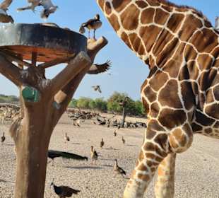 Arabian Wildlife Park