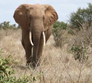 Tsavo Ost; mein Favorit