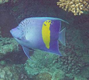 Arabischer Kaiserfisch