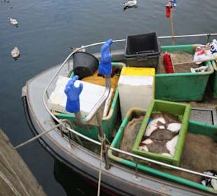 Fangfrischer Fisch vom Kutter