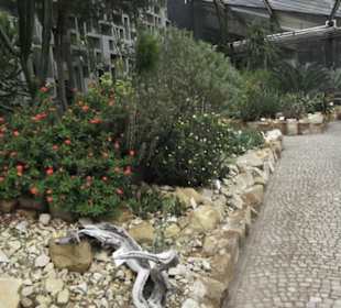 Wüstenpflanzen -  Alter Botanischer Garten