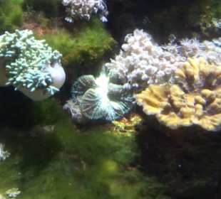  Lego X-Treme - Legoland Atlantis by SEA LIFE