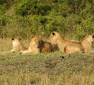 Löwenrudel mit 9 Tieren