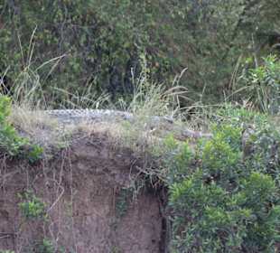 Verstecktes Krokodil im Nest