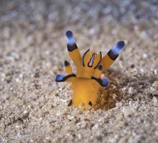 Schnorcheln Makadi Bay