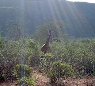 Giraffen im Sonnenschein