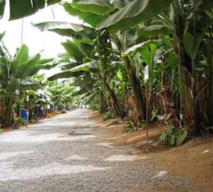 Bananenplantage bei Agaete