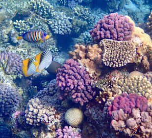 Schnorcheln Marsa Alam