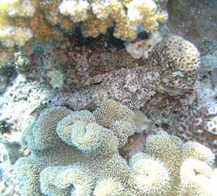 Tauchgebiet Umm Gamar