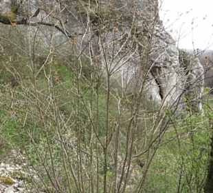 Burgruine Hohenhundersingen