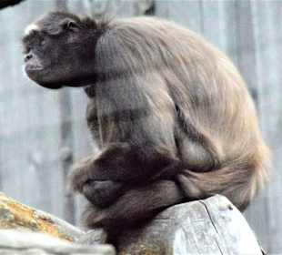 Weißstirn-Klammeraffe