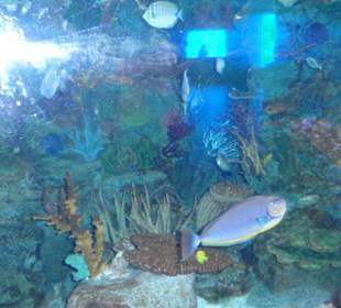 Mundomar Juillet 2011