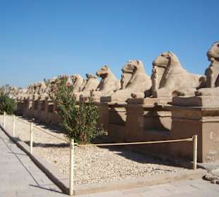 Widderallee Karnak Tempel