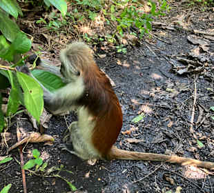 Nationalpark Jozani-Chwaka