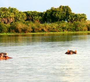 Die gefährlichsten Tiere Afrikas