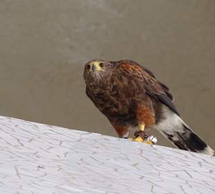 Auditorio de Tenerife