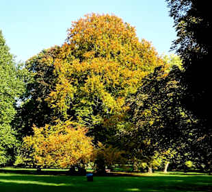 Die Schillerwiese in Herbststimmung 