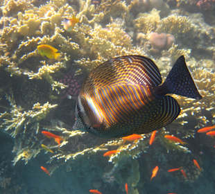 Hausriff Hotel Coral Sun Beach