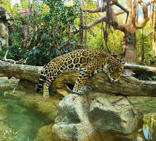 Jaguar