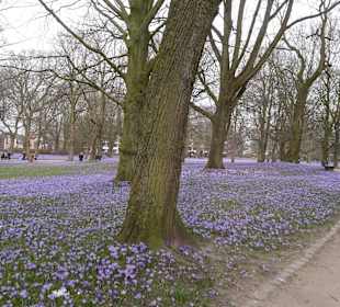 Blick vom Weg in den Park