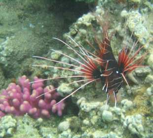 Strahlenfeuerfisch an Himbeerkoralle