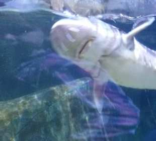 Auge in Auge im Haitunnel