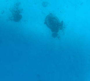 Schnorcheln Makadi Bay