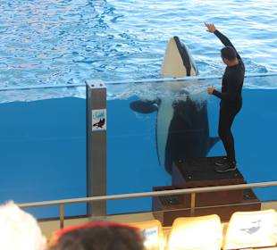 Orca Ocean - Show